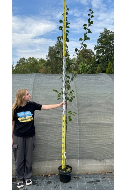 Слива пізня Амерс 5л/вис.240-280см/Ø30-40см/2 роки